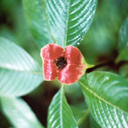 Local flower